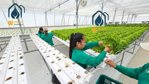Letzte Unternehmenslösungen über Fallstudie: Erfolgreiches NFT-Projekt für hydroponisches Salat in Südostasien
