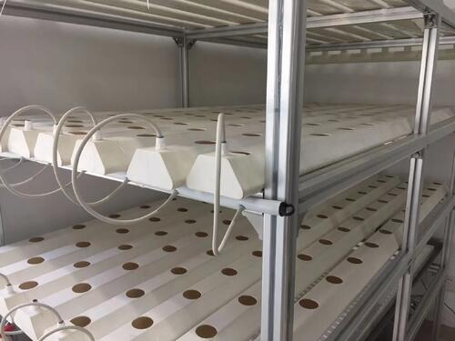 Vertical NFT Hydroponic System Powers Year-Round Lettuce Farming for Southeast Asian Urban Farm