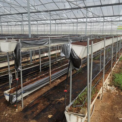 Roll-Up Vent Poly Tunnel Greenhouses Boost Strawberry Yield for East Asian Fruit Farm