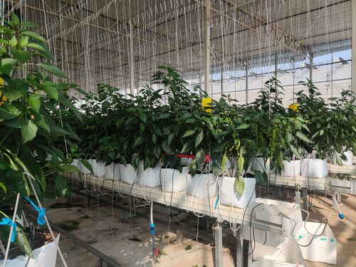 Galvanized High Tunnel Greenhouses Extend Tomato Season for Central Asian Commercial Grower