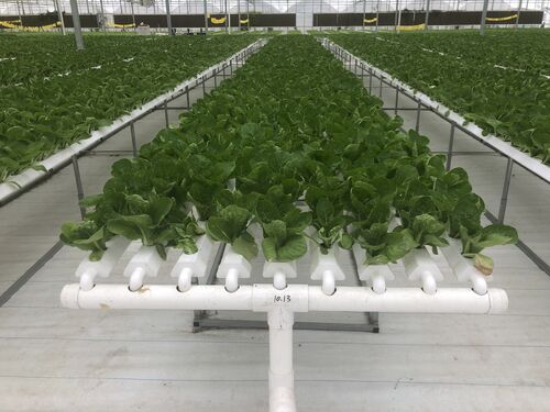 Hydroponic Multi Span Greenhouse Cuts Water Use for European Leafy Green Producer