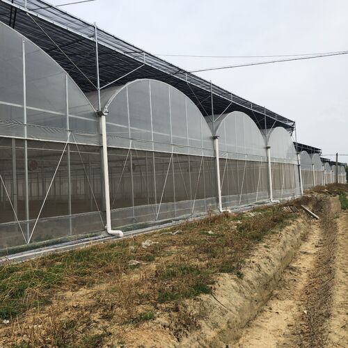 5,000 m2 Multi Span Greenhouse Helps Middle East Grower Scale Year-Round Vegetable Production