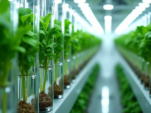 Letzter Firmenblog über Anleitung zum Bau einer effizienten hydroponischen Gemüsefarm