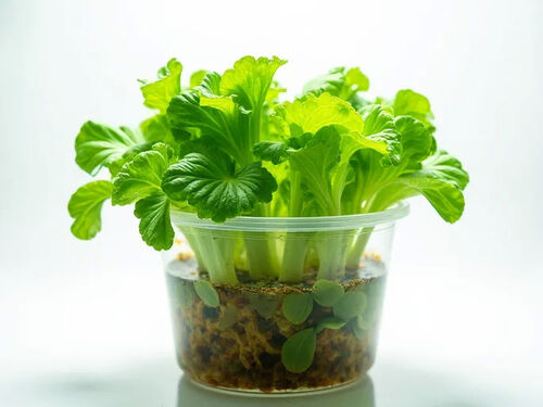 नवीनतम कंपनी ब्लॉग के बारे में हाइड्रोपोनिक लेट्यूस फार्मिंग के लिए शुरुआती मार्गदर्शिका