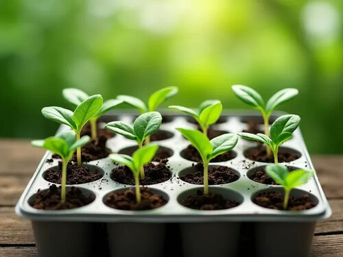 नवीनतम कंपनी ब्लॉग के बारे में आधुनिक पौध उत्पादन में प्लग ट्रे दक्षता बढ़ाते हैं
