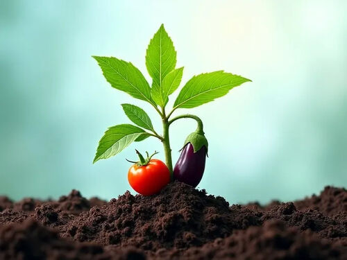 नवीनतम कंपनी ब्लॉग के बारे में कुमामोतो सेंटर ने प्रत्यारोपण तकनीक के साथ फसल मूल्य को बढ़ाया