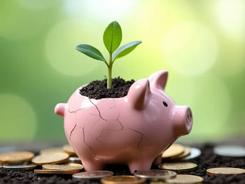 Letzter Firmenblog über 11 Budgetfreundliche Anfängertipps für Hausgärtner