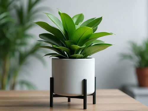 latest company blog about Stylish Alternatives to Plastic Plant Pot Saucers Gain Popularity