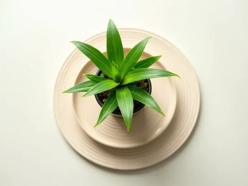 latest company blog about Experts Warn Against Common Houseplant Care Mistakes