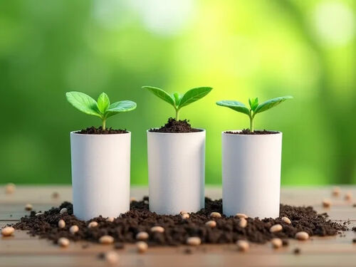 latest company blog about Toilet Paper Rolls Repurposed for Ecofriendly Seed Starting