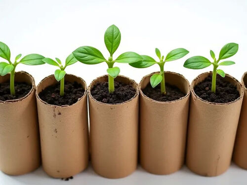 latest company blog about Ecofriendly Gardening Start Spring Plants with Toilet Paper Rolls