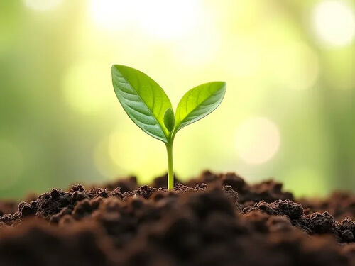 latest company blog about Sun Selector Greenhouse Film Ensures Optimal Plant Growth for Six Years