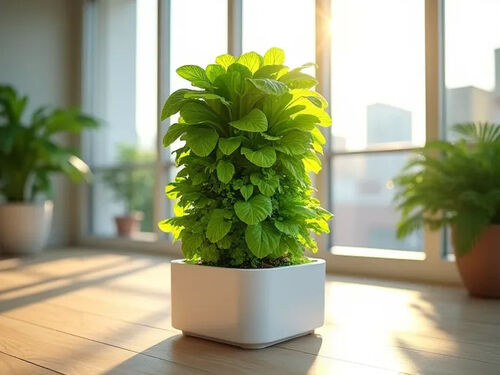 最新の会社ブログについて Vertical Hydroponics Turn Urban Balconies Into Home Farms