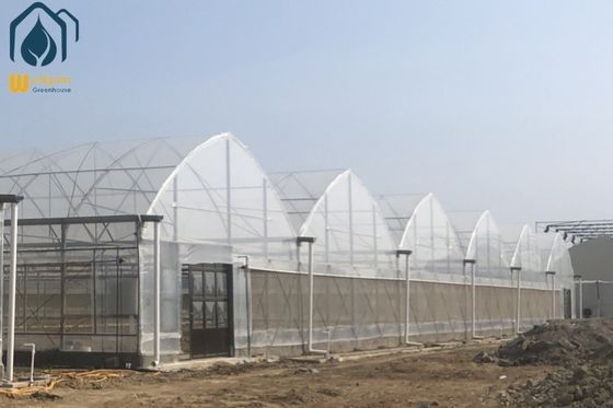 Großes Hydroponisches Mehrfach Gewächshaus für Tomaten / Pfeffer / Gurkenpflanzen
