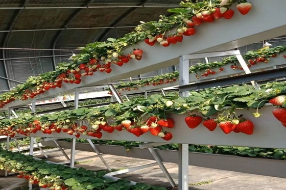 Cultivo sem solo Plantação de cana A Forma de substrato Cultura para estufas de estufa