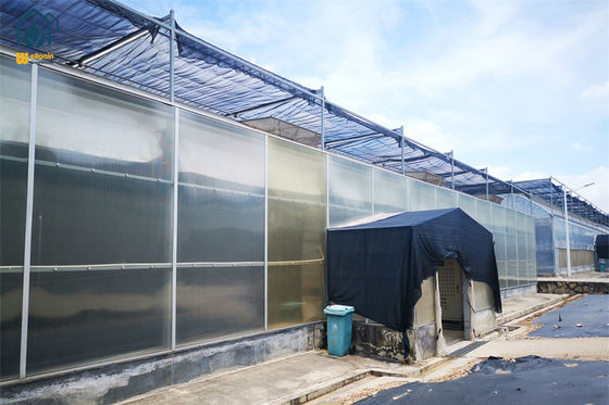 Multi-Span Polycarbonate Greenhouse With Durable Easy Maintenance