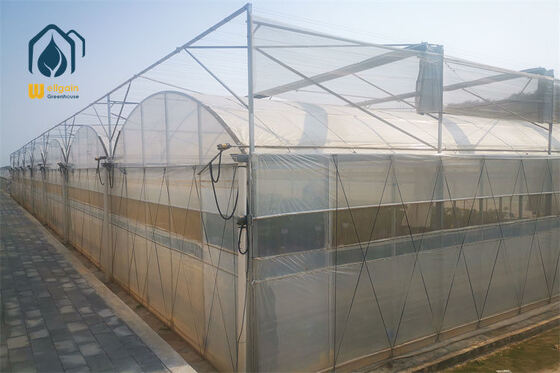 Multi estufa do cultivo da estufa do quadro do metal do período para o cultivo comercial