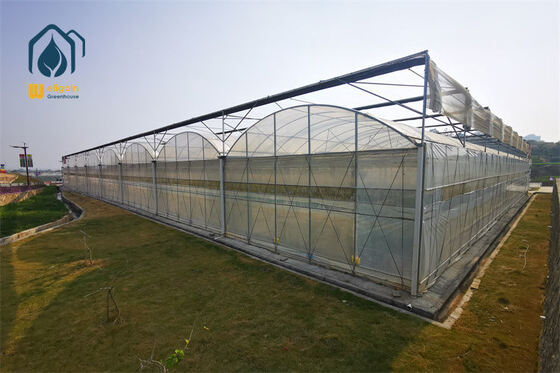 Multi-Span-Gewächshaus für den modernen Garten-Hydrokultursystem-Anbau