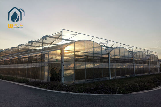 Large Plastic Multi Span Greenhouse Metal Frame Plastic Greenhouse