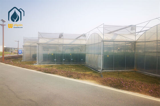 Serre agricole multi-travées pour herbes avec une transmission lumineuse élevée, une bonne ventilation et une structure solide