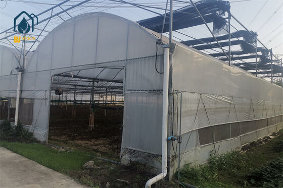 Venlo Type Multi Span Greenhouse for High-Value Crop Production