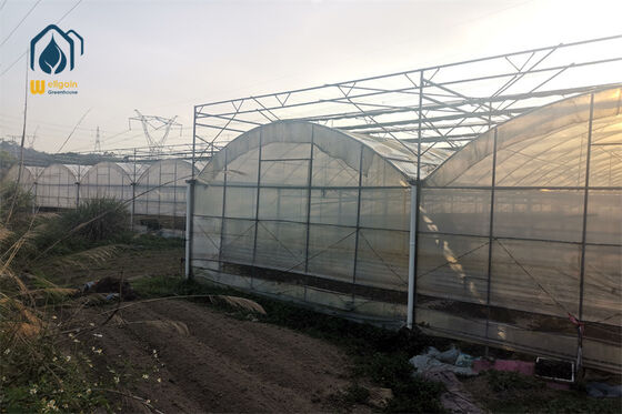 Commercial Multi Span Film Greenhouse with Automatic Ventilation System