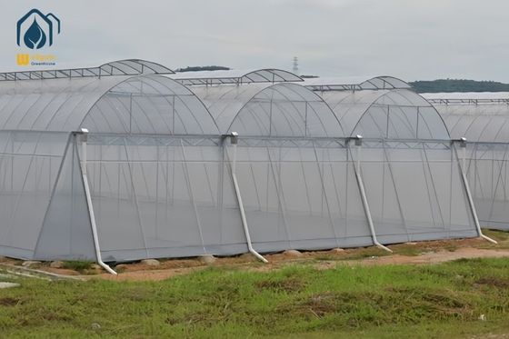 Risparmio energetico Serre multispan su larga scala per le regioni tropicali Coltivazioni annuali