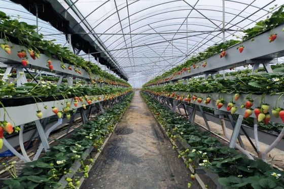 Hydroponische Anpflanzung im Innen- und Außenbereich Wachstumströme Kunststofftröme für Hydroponik Erdbeeren