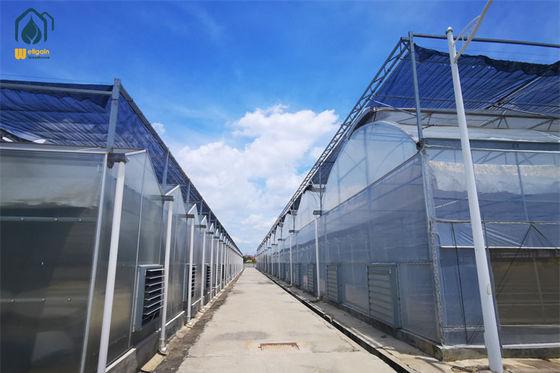 Nhà kính Polycarbonate nhiều nhịp để sản xuất cây trồng quanh năm