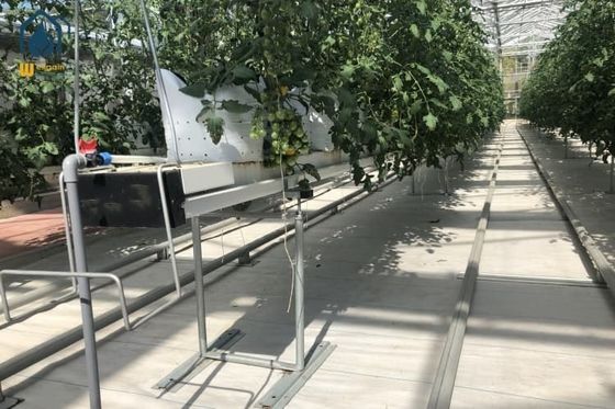 Stalowy hydroponiczny system uprawy rynien Podłoże do sadzenia pomidorów