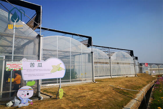 เรือนกระจกเหล็กชุบสังกะสี Multispan Multispan Multi Span Greenhouse สำหรับพืชเชิงพาณิชย์