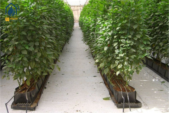 Bom preço. Plantação hidropônica de plantas de crescimento através de um rolinho de PP com espessura de 0,7 mm on-line