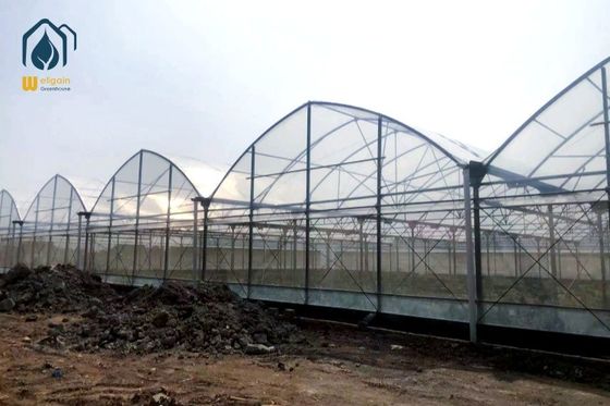 Un buen precio. Invernadero de película de PE agrícola de larga duración con marco metálico de 8 m / 9,6 m de ancho en línea