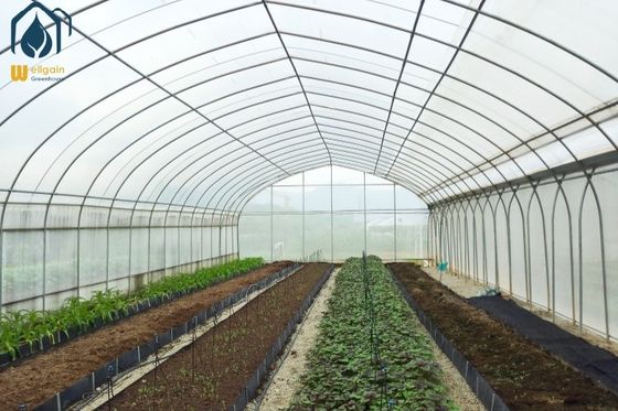 Un buon prezzo. Serra in galleria multi-spano personalizzabile per aziende agricole di medie e grandi dimensioni in linea