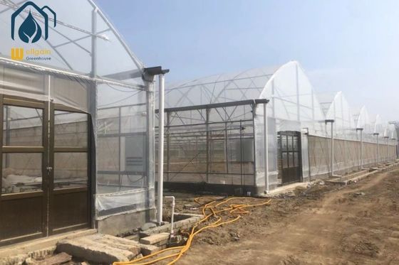 calidad Fácil de instalar Invernadero de horticultura de varias extensiones para el cultivo durante todo el año fábrica