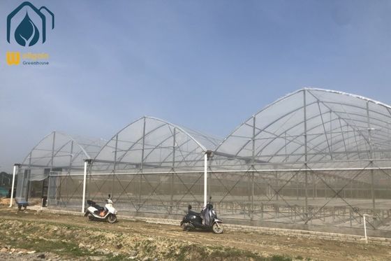 kualitas Film Multi-Span Nursery Greenhouse Sistem Hidroponik Prefabrikasi Greenhouse pabrik