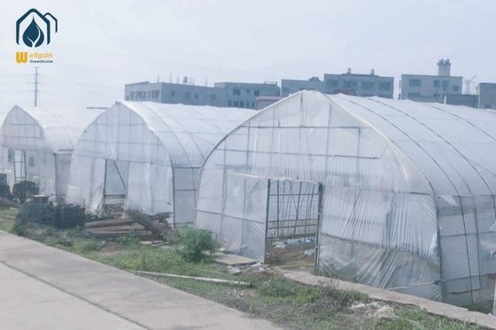 अच्छी कीमत गर्म डुबकी जस्ती पाइप उच्च सुरंग ग्रीनहाउस अनुकूलन कृषि ग्रीनहाउस ऑनलाइन