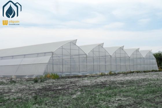 Bom preço. Agricultura moderna Estufas tropicais de várias faixas Fácil instalação Baixa manutenção on-line