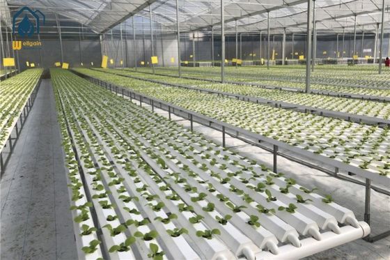 良い価格 温室植物のためのプラスチックNFT水栽培栽培システムPVC溝 オンライン