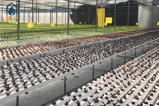 qualità Sistema di coltivazione idroponica NFT Canale di plastica per uso domestico e commerciale fabbrica