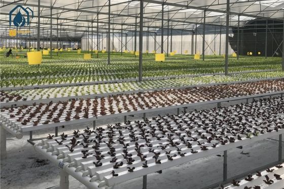Ein guter Preis. Intelligentes NFT-Hydroponisches Anbausystem für den Anbau von Pflanzen Online
