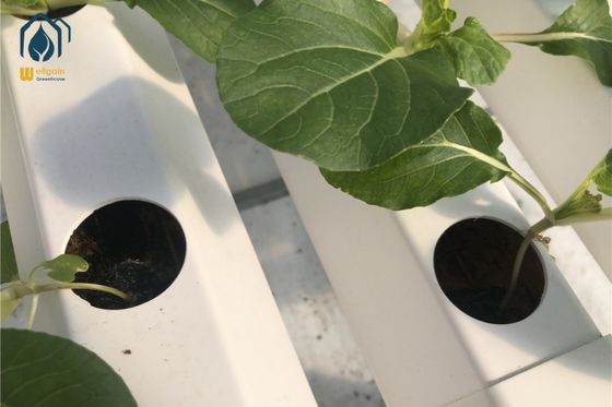 좋은 가격 대규모 NFT 수직 수식농업 시스템 100mm 너비 채소 허브 온라인으로