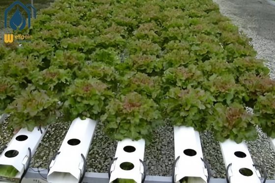 Good price Greenhouse NFT Hydroponic Growing System For Soilless Agriculture Plant Growth online
