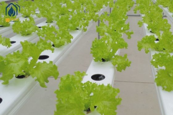 Un buon prezzo. Tubo in PVC idroponico a serra NFT con coperchio rimovibile per la coltivazione di verdure in linea