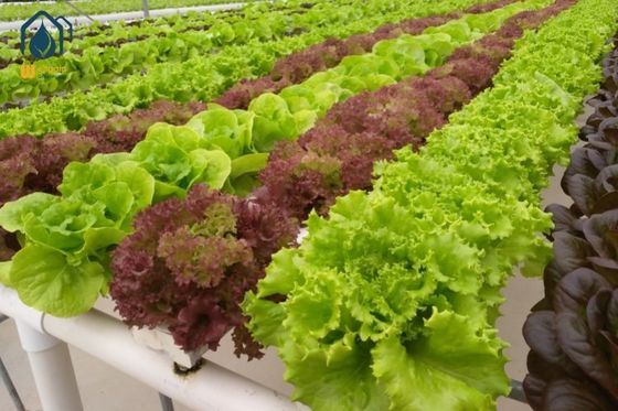 Un bon prix. Système hydroponique carré NFT pour la culture de légumes à haut rendement en ligne