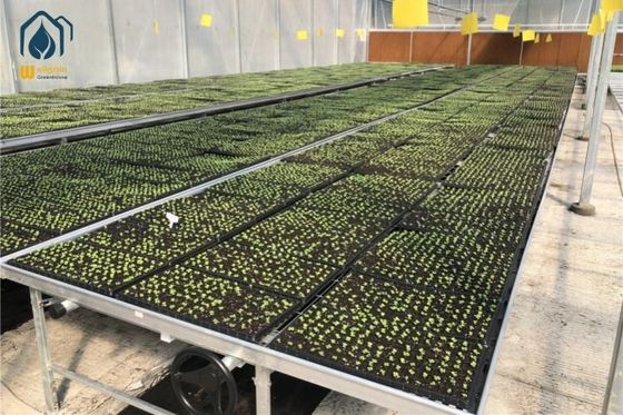 Un buen precio. Invernadero Galvanizado Red de plantas de interior Tablas de cultivo de bancos rodantes Cama de semillas de vivero en línea