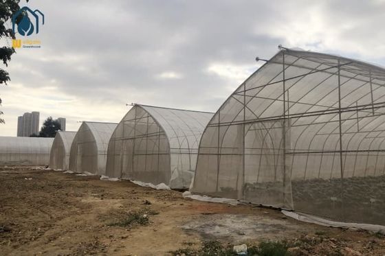 Un bon prix. Maison en acier inoxydable Sigma Hoop Serre avec système de culture hydroponique en ligne
