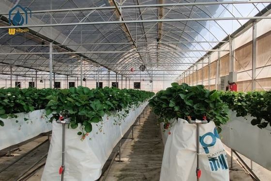 Un buon prezzo. Serra per giardini agricoli moderni con pellicola di plastica in linea