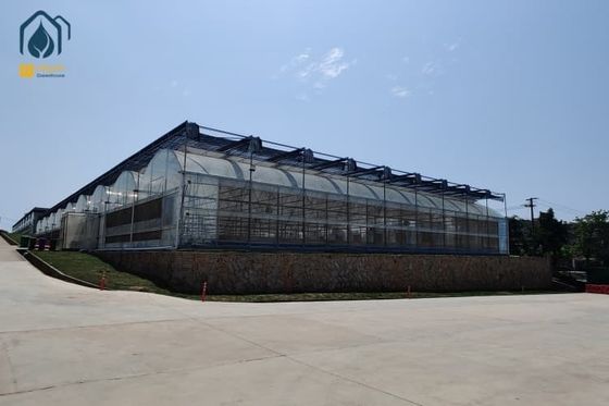 좋은 가격 대형 필름 터널 채소 온실 다발식 토마토 수박 온실 온라인으로