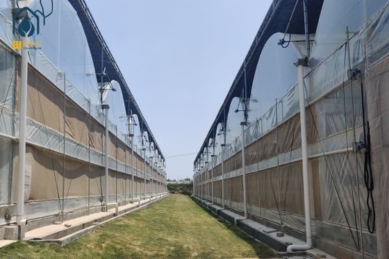 ভালো দাম গ্যালভানাইজড স্টিল ফ্রেম পিই ফিল্ম গ্রিনহাউস কৃষি মাল্টি স্প্যান টানেল গ্রিনহাউস অনলাইন